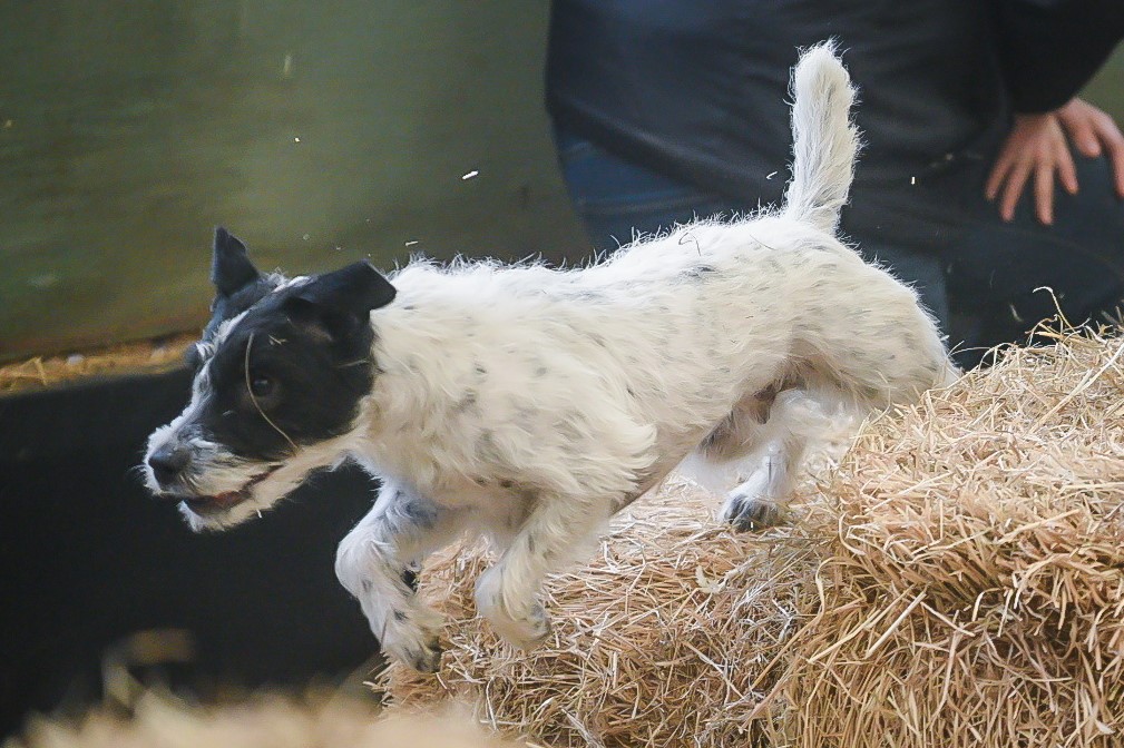Fleet Street Malus in Barn Hunt
