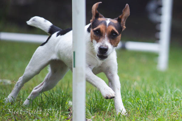 Fleet Street Crimson in agility