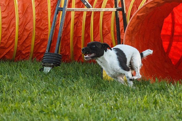 Fleet Street Twister in agility