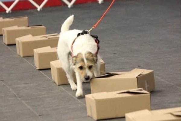 Fleet Street Mister Wilson in Nosework
